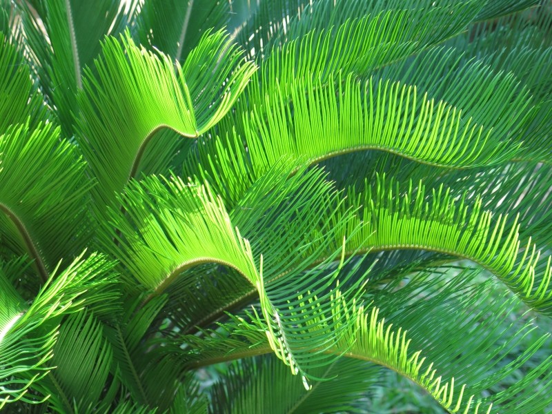 Plant a TREE
